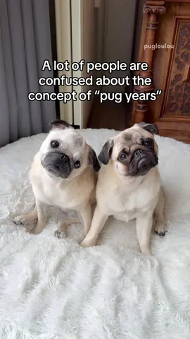 The one and only correct guide when it comes to pug years/dog years 🐶🍼🩷 #dogsoftiktok #PetsOfTikTok #pug 