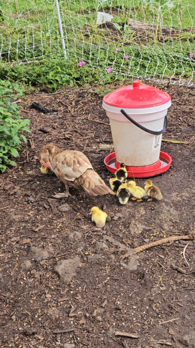 New Mama Duck #permaculturelife #howtogrow #gardentok #garden #hatching #hatchingeggs #muscovyducks #duckarmy #hatchingduckeggs #homestead #offgridhawaii #raisingchickens 