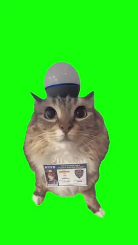 Officer Cat Meme Green Screen #meme #discord #greenscreen #protemplate #julydump #freefirememe #memepage #viral #viralvideos #viralreels #viralvideo #viralpost #meme2024 #trend #trendy #trending #trendingreels #trendtiktok #trendingtiktok #trendy #viralmeme