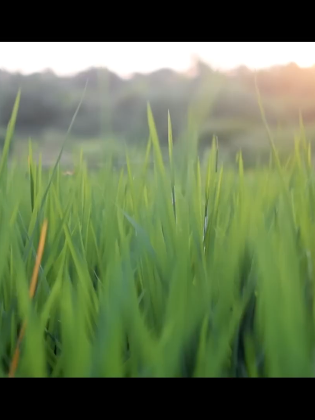 4K Nature Cinematic and Background Music #4k #hdvideo4k #nature #viralvideo