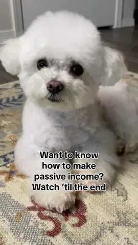 At the age of 6, I have a personal chef, chauffer and travel the world without a fulltime job…😂 #bichonfrisé #funnydogsoftiktok #dogcomedy 
