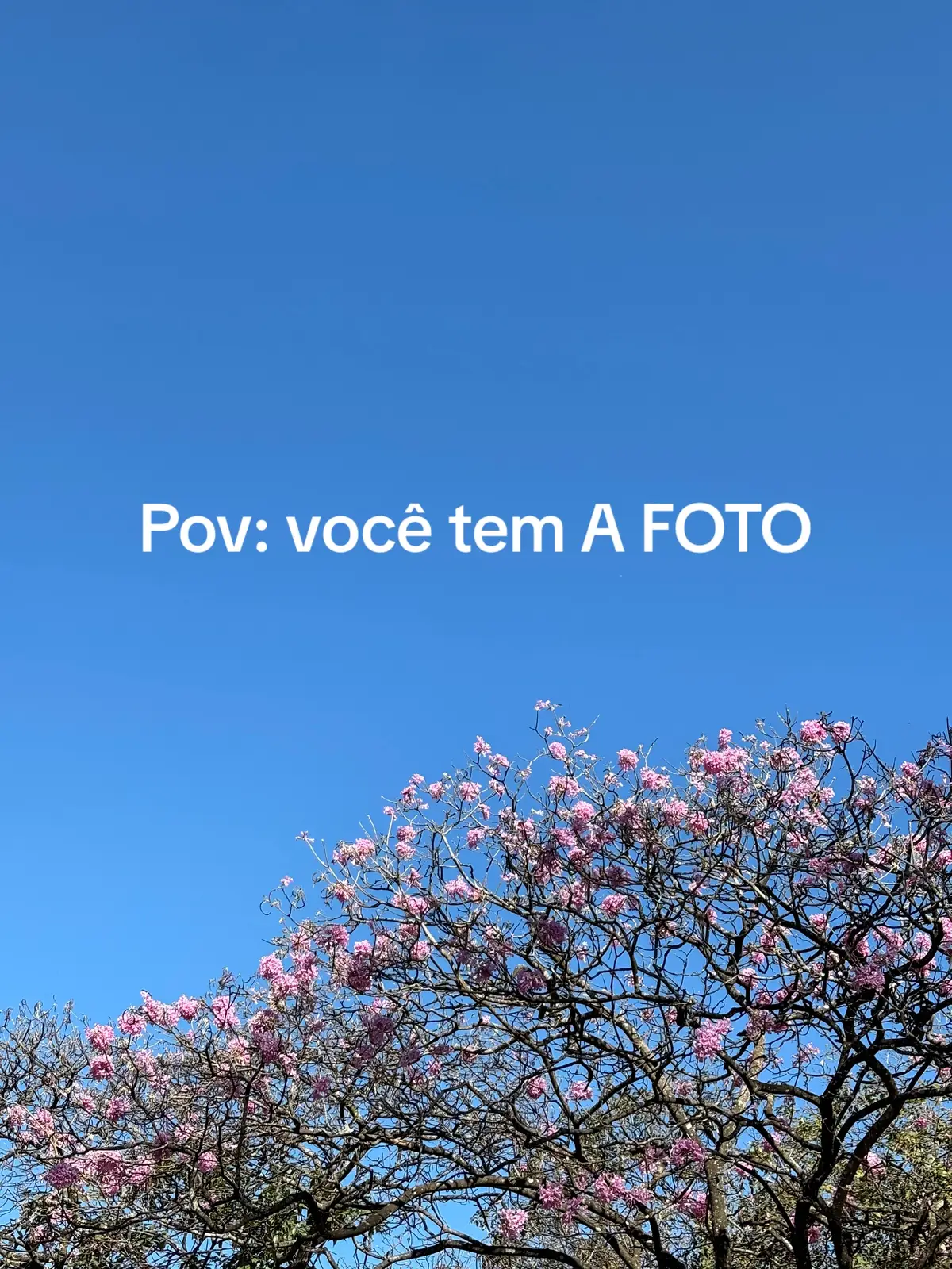 Recomendo todos irem a um campo de algodão ✨ #fy #foryou #afoto #foto #trend #algodao #campodealgodao