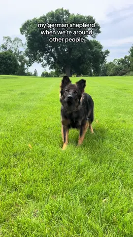 she’s ferocious 🥰🧡 #gsd #gsdpuppy #gsdoftiktok #germanshepherdpuppy #germanshepherd #dog #dogsoftiktok #bigdog #bigdogsoftiktok 