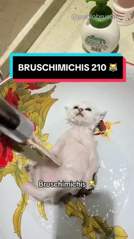 BRUSCHIMICHIS 210 😹❤️🐈 #comedia #humor #viral #fyp 