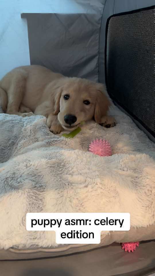 A compilation of Nova eating her favorite snack 💚 #asmr #golden #goldenretriever #foryou #fyp 