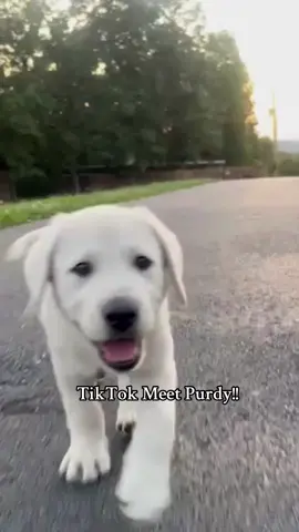 TikTok Meet Purdy!! The new additon to Buster’s World!! #purdy #49ersfaithful #bustersworld #dogsoftiktokviral #labradorpuppy 