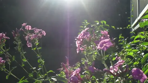 #flowertok #fyp #peace 