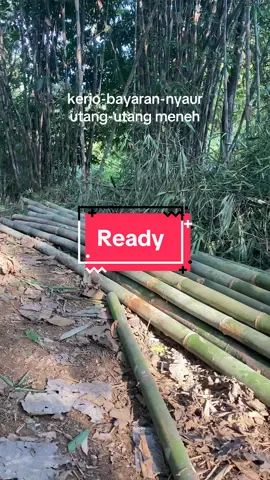 Bambu ready #sleman24jam #jowopride #moyudan24jam #masukberanda #kulibambu #petanibambu 