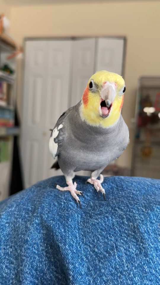 He’s distressing my jeans #cockatiel #parrot #bird #yumyumthetiel #cockatielsoftiktok #parrotsoftiktok 