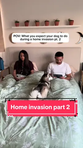 Sapphie reacts to a home invasion part 2 #dogs #funnydog #doglover #homeinvasion #fyp