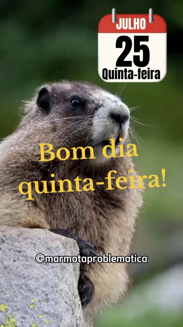 #marmotagritando #quintafeira #bomdia #funnyvideos #funnyanimal 