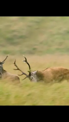 Deer, Markhov, Bighorn Sheep and Ox Fighting in Himalayas and Alaska #yellowstonewildlife #bighornsheep #impossiblecatchoncamera #natureismetal #muskox #wildlifeoftiktok