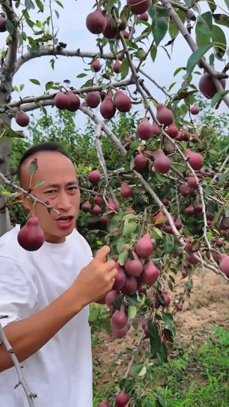 Rural agricultural life and harvesting #nature #fruit #potato #harvard #agriculture #top #2024 #life #pearl 