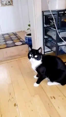 #🐈😺my #🐈🐾 #foryoupage #foryou #viralvideo #ftiktok #🐈😻😽cat😽😻🐈 # #🐈🌱котята 