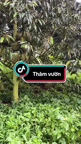 Mưa bão đi thăm vườn#sầuriêng #thinhhanh #xuhuong 