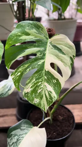Tanaman Yang Indah🪴 #aesteticplant #aesthetic #aesthetics #aestheticvideos #sinematicvideo #planttiktok #PlantTok #plant #tanamanhias #foryou 