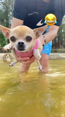@Adam & Elea @My Petsie @My Petsie @Adam & Elea Puppy Paddling Practice 🐾🐶💦 #MyPetsie  _______________ Follow @my.petsie  For More Daily Videos 🔥❤️ _______________ ❤️ Double Tap If You Like This  🔔TurnOn Post Notifications  🏷️ Tag Your Friends  _______________ Plz Dm for credit & removal 💬 _______________ Watch these adorable puppies practice their swimming moves in the air before they even hit the water! 🌊🐾 Their little paddles are too cute to handle! 😍🐶 _______________ Our social Media : 👇(contact on us Instagram    @my.petsie & @my.petsie1 & @mypetsie1 _______________  #PuppyPaddles #SwimmingPups #PuppyLove #FunnyDogs #CutePuppies #DogVideos #PuppyLife #SwimmingDogs #DogLovers #Petstagram #InstaPuppies #PetLovers #FunnyPuppies #FunnyDogs #DogPool #FunnyPets #SwimmingDog #SwimmingFails #AmineBelhouari #AdamAndElea #MyPetsie 