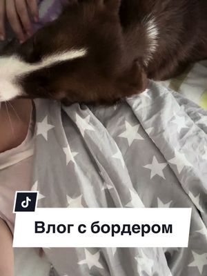 Всем привет и снова влог один день с бордер колли #dog #pet #dogtok #собака #догблог #шеллик #крокодилыч #бордерколли #bordercollie #влог #рек #питомцы #puppy #bordercollie 