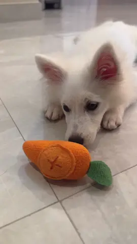 Tofu and her favourite carrot #japanesespitz #japanesespitzpuppy #puppy #puppyoftiktok #puppies #cute #dogs #dogsoftiktok #foryou #doglover #puppylove #dogtok #doggo #dog #cutedog #doglovers #fyp #seal #landshark