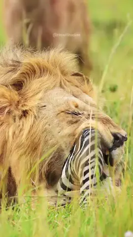 Lion eating the zebra #foryou #foryoupage #wildlife #wildanimals #hunting 
