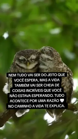 #sabedoria #corujas #sertanejo #vida #tiktok #licao 