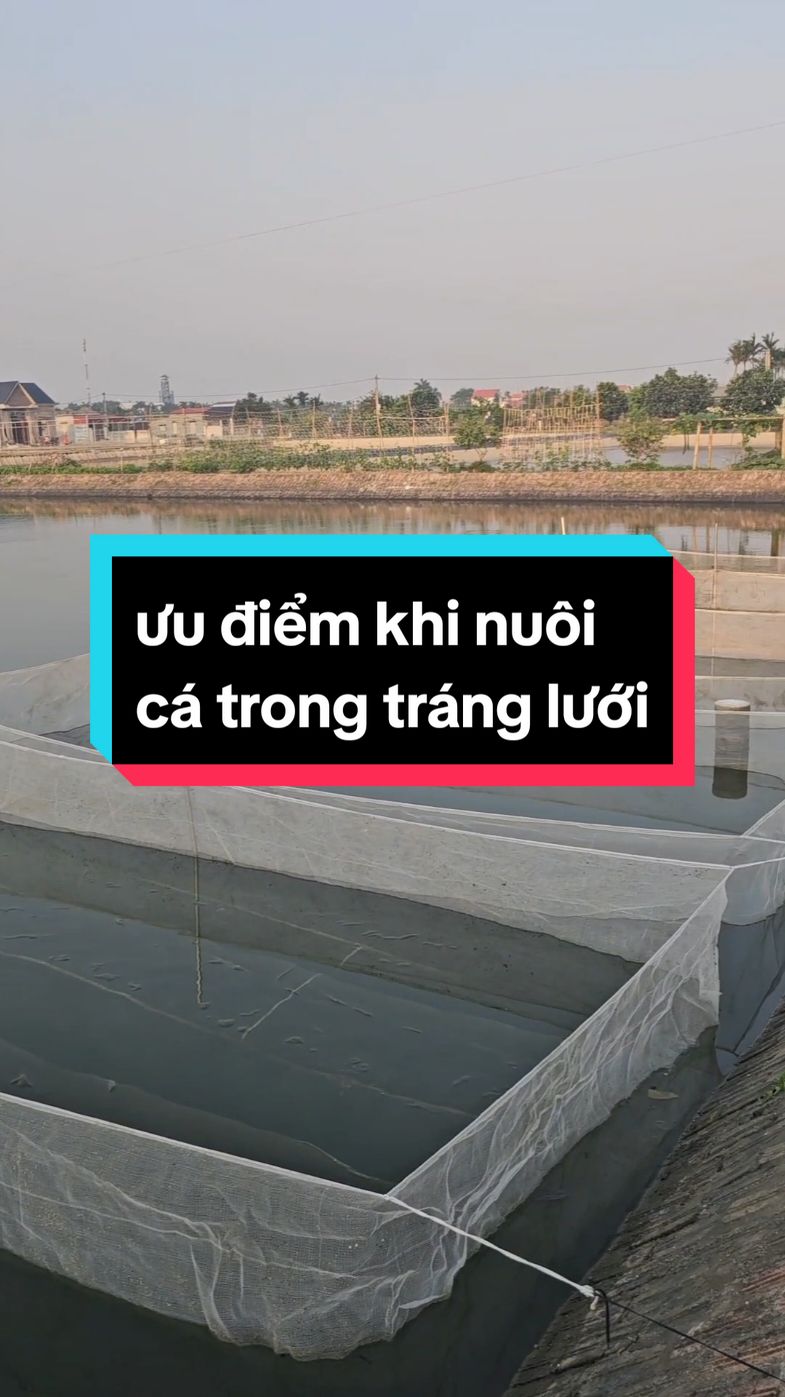 Ưu điểm khi nuôi cá trong tráng lưới | CÁ GIỐNG KIÊN CƯỜNG #xuhuongtiktok #cagiongkiencuong #cagionghaiphong #viralvideo #nuoica #cachuoihoa 