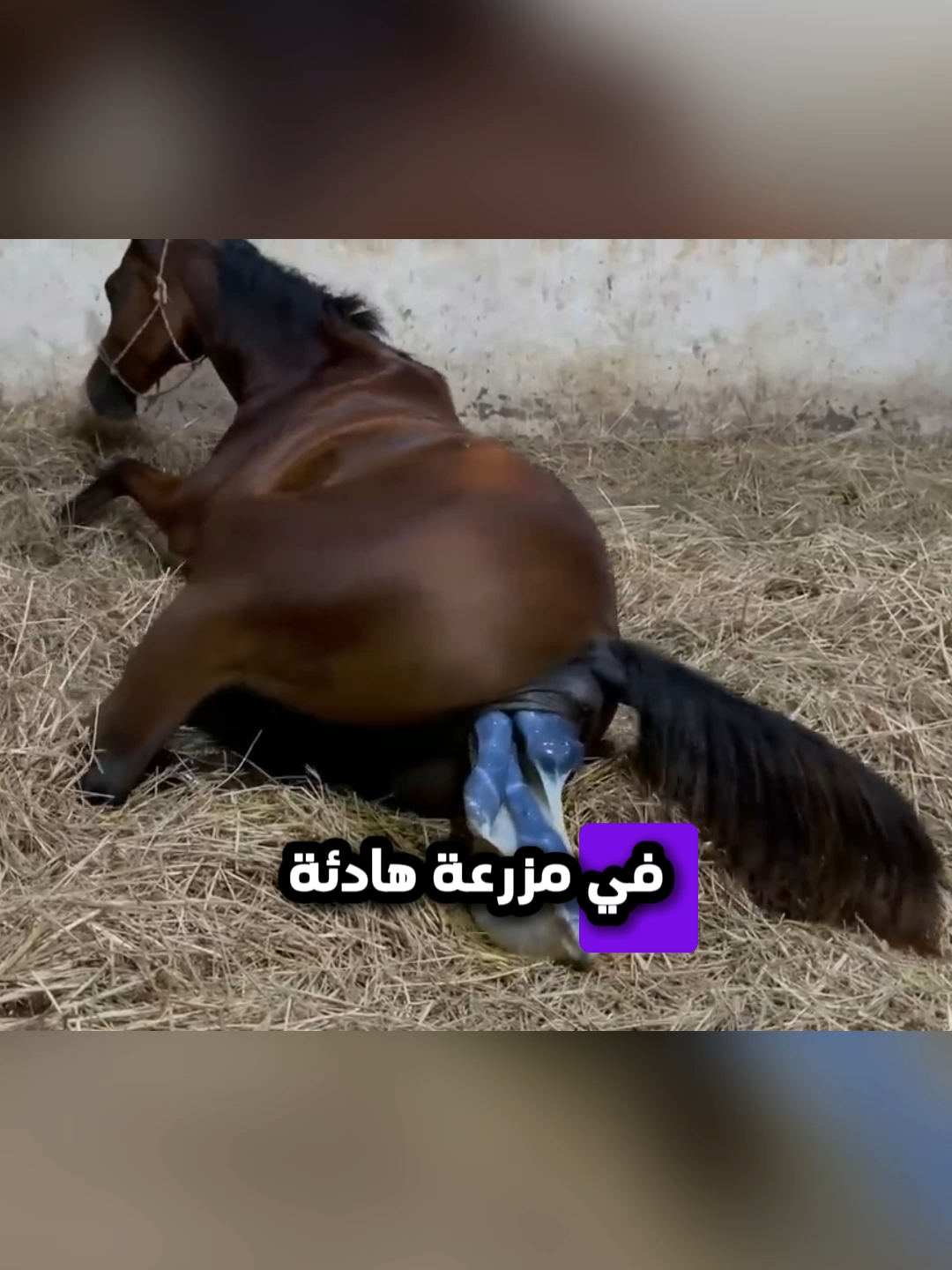 الفرس أنجبت طفلاً بشرياً، لذا اتصل المالك فوراً بالشرطة أثناء الولادة.  #حصان #خيل #قصص_واقعية #قصص #fyp