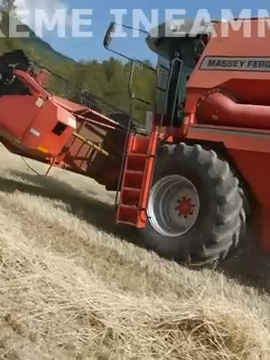 Moisson en pente a 1650 m d'altitude EXTRÊME INEAMM #moisson #moissonneuse #masseyferguson #extremeineamm