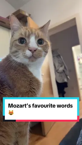 Mozart doesn’t understand no. But he certainly knows the words dindins and treaties 💁‍♀️😂😻. Such a cutie cat. #cats #catsoftiktok #cat 