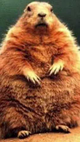 enter the realm of the appalachian alpha at your own risk.... this dominant alpha  reigns supreme over the mountains, and he’s not to be messed with. tread lightly and respect his territory, or prepare to face the consequences... #alpha #sigma #ohio #marmot #groundhog #brainrot #joke 