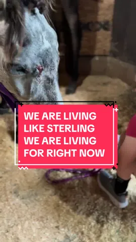 I spent the last 48 hours sick to my stomach worrying what may be wrong with Sterling, worrying about Ally’s heart if we lose her, and terrified of what is to come… but last night my very wise wife told me we need to live more like Sterling. We need to live in the right now. Wow, that really spoke to me. And I hope it speaks to you. Sterling went from being neglected to the point of criminal ab use to having her own person, a full belly, an on call personal veterinarian and I am positive this is the first time in a long time (if ever) that she has had any of that. Sterling has a family. She has more love than some horses receive in a lifetime. She has millions of people supporting, praying and cheering her on. For Sterling? Its the spectular now. I am going to follow her (and my very wise wife’s) lead. I’m living in the right now. #SterlingStrong #colbyscrew #ohkaytacos #horserescue 