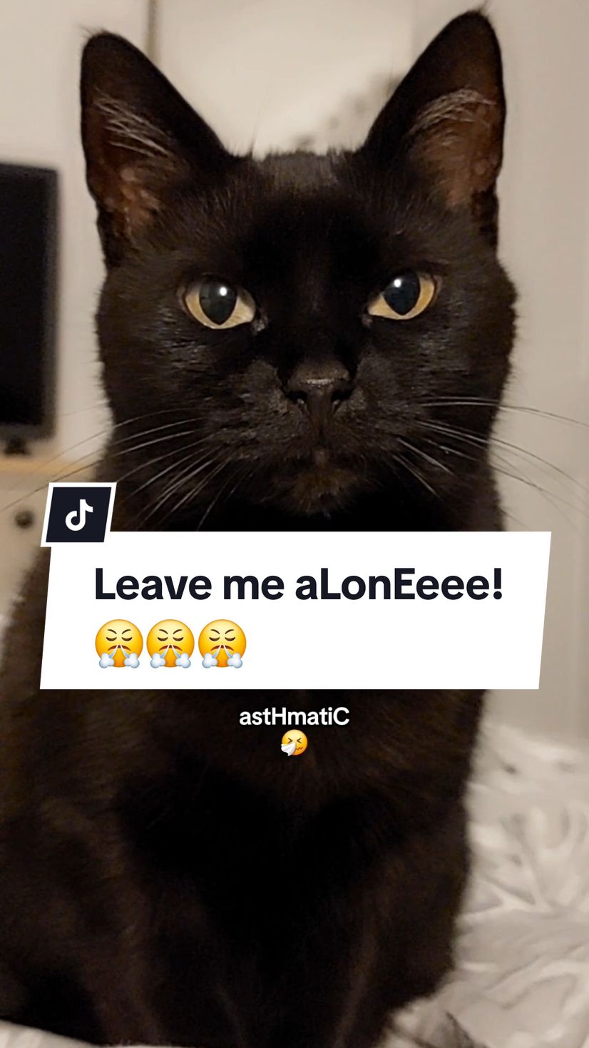 Leave me aLoneeee!😤 #funnyvideos #catsoftiktok #memes #funnycats #cats #kittytheduchess 