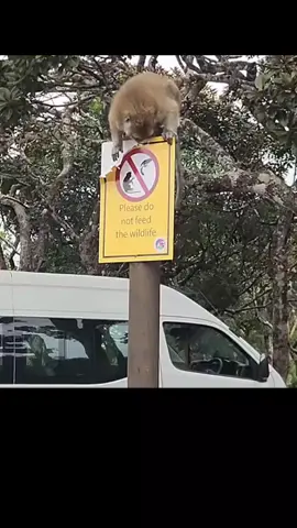 Monkey destroyed a sign post , that reads do not feed the wildlife . #monkey #primates #pets #wildlifephotography #animal 