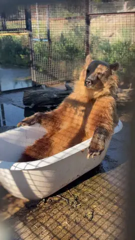 The BC Wildlife Park in Kamloops recently installed this clawfoot tub to fill with water so the bears could keep cool in the hot weather but the bears keep pulling the drain out of the tub so they could comfortably lounge in them.  Credit: @bcwildlifepark  #kamloops #britishcolumbia #grizzlybear