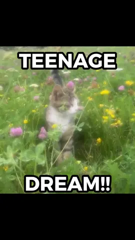 LIKE IM LIVING A TEENAGE DREAM🔥🔥🫶🏻🗣️🗣️🗣️😼😼😼🔥🫶🏻 #catlover #cats #ilyy #sillysalamander28 #katyperry 