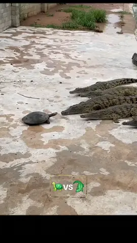 A turtle threatens crocodiles. 🐢💪🏻 #foryou #TIKTOK #tifypシ゚viral🖤tiktokfyp♡☆ #betfullvideo #foryoupage #cool #funny #video 