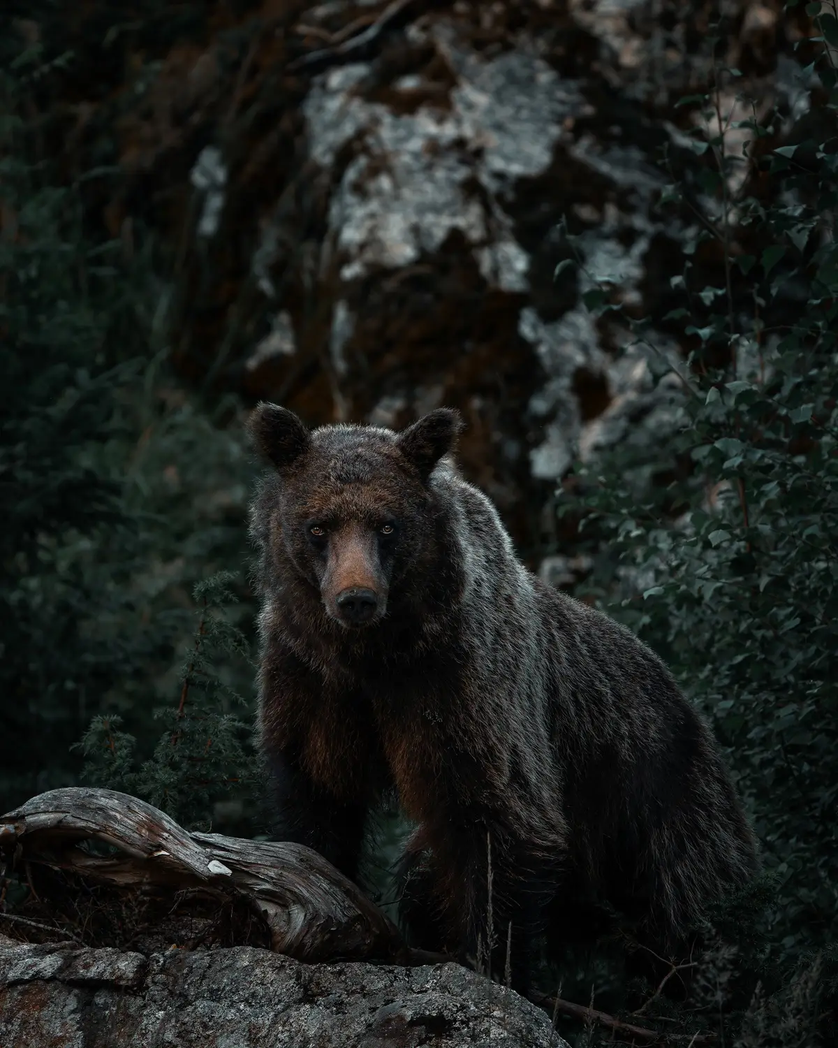 The mountains have always been here, and with them, the bears. -Rick Bass This summer, 1.5 weeks from now. I was deep into the wilderness in Sweden. A dream that have grown since I started with wildlife, 10 months ago! Yes you heardvthat right. Always loved nature and landscape, hiking. But wildlife photography has slowly grown to me, howver… I drove 8 hours from my home to get there. I had a friend with me on this trip, but for the bear part, I left him by a lake to hike and have his alone time experience. I was about to go even deeper into the woods.  I got a location pointed out for me, and there I was waiting.. and waiting. After several hours.. I had my eyes on another direction… …when I suddenly looked up to the hill.. and there he stood.. looking right at me. Staring into my eyes… a moment I will never forget. I’m impressed that I remembered to take photos, it was almost  a hypnotizing moment. More to come, -Simon Johansson.  #wildlife #bear #swedishwildlife #wildlifephotography  #naturephotography  #nature #brownbear  #brunbjörn #hike