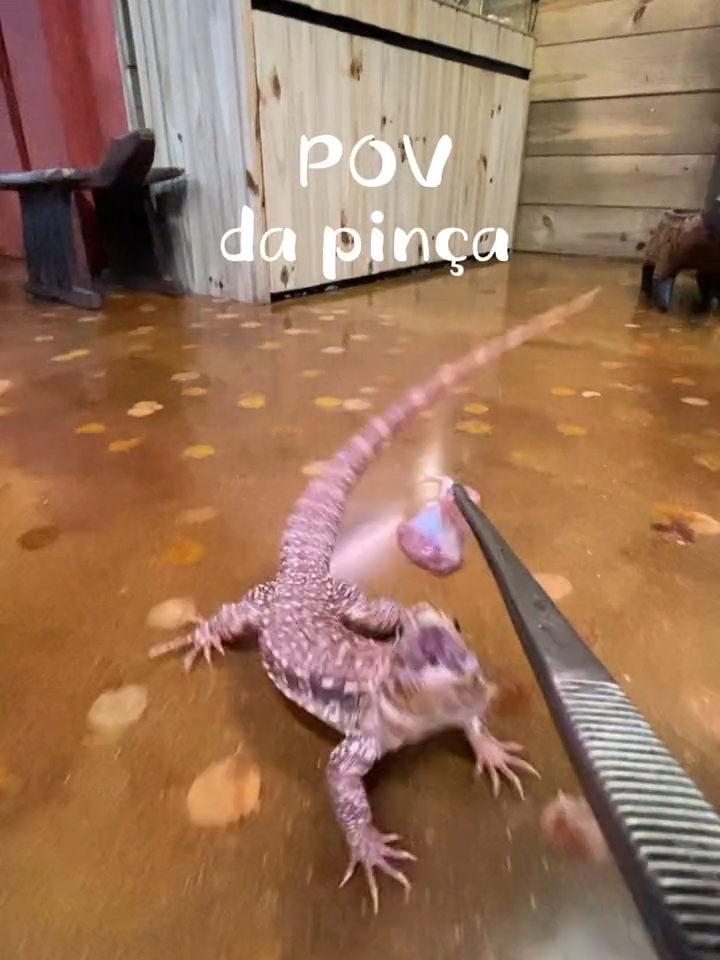 POV da pinça! Teiú, tartaruga, rãs, mussum #biologia #ecologia #bichos #animais #zoologico #aprendanotiktok #ciencia