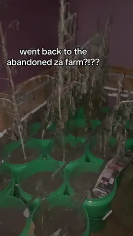 #abandoned #urbexworld #urbex #fyp #fypage #fypシ゚viral #fypp #viral #viraltiktok #zaza #🍃 #🍃tiktok 
