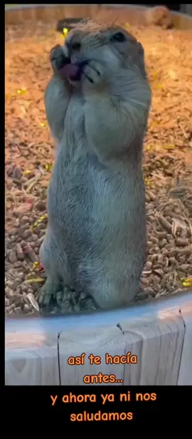 #animalitostiernos #megustanlosqnimalitos #animalitostiktok #animalitoshermosos🥰💗 #topo #ardillas #lenguajenoverbal #lenguajenoverbal #sacarlalengua 