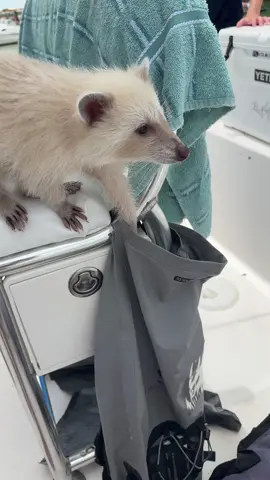 #boatraccoon #boat #raccoon #blonde #blondie #saltlife #ocean #water #sun 