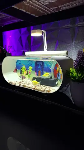 akuarium mini fullset #aquariumakrilik #aquariummini #akuariummini #miniaquarium #akuariumikan 