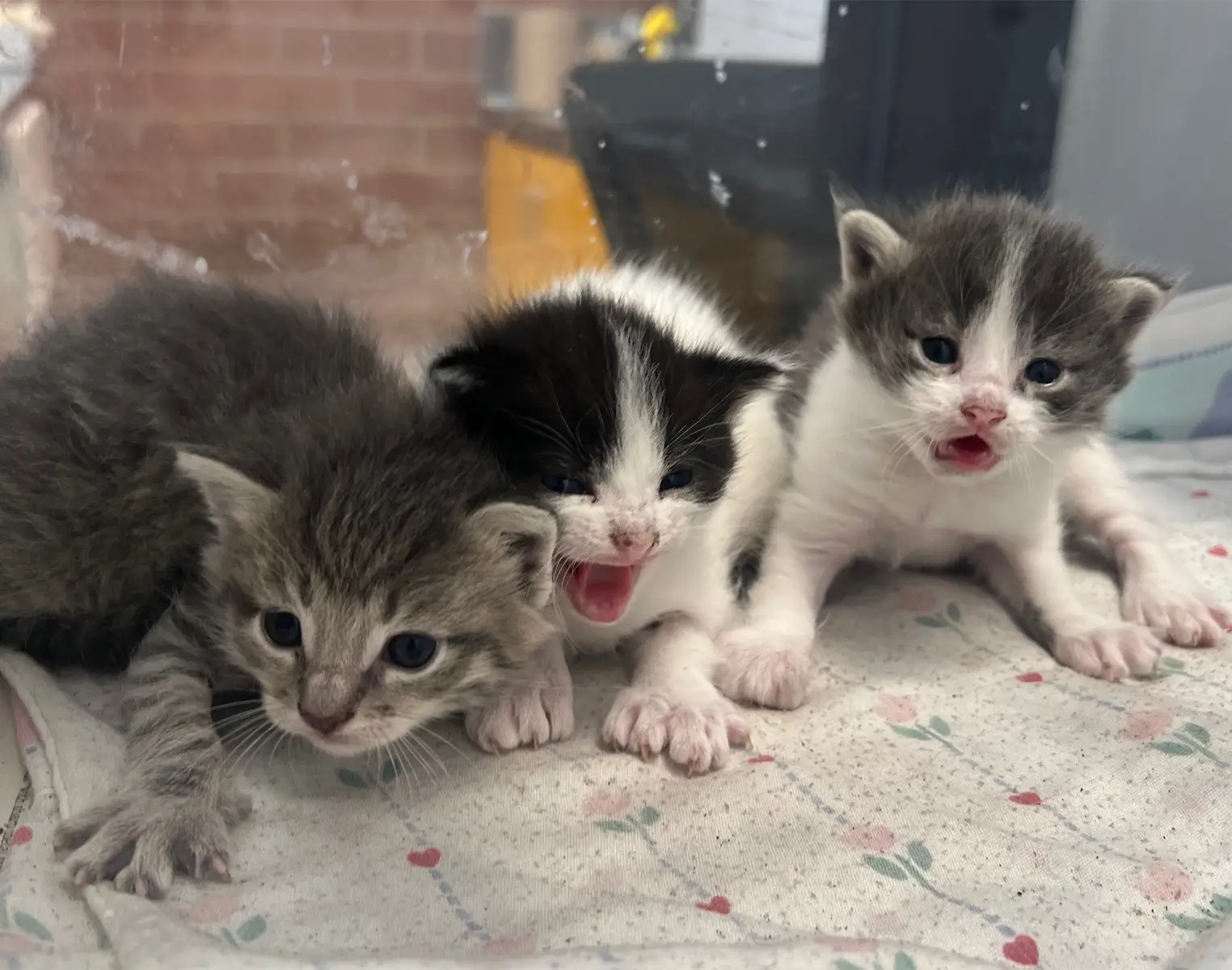 Extra beany weanies  - - - #hissy #hissykittens #polydactyl #polydactylkittens #extrabeans 