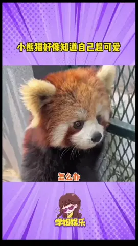 The red panda seems to know that he is super cute. #redpanda #china