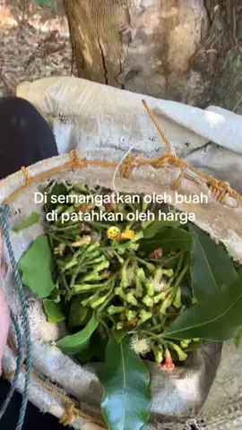 Banting harga memang#fyp #fypdonggggggggggggg #bugissulawesi #likeyou #tolitolisulteng #cengkeh #virall #katakatabugis #storytime 