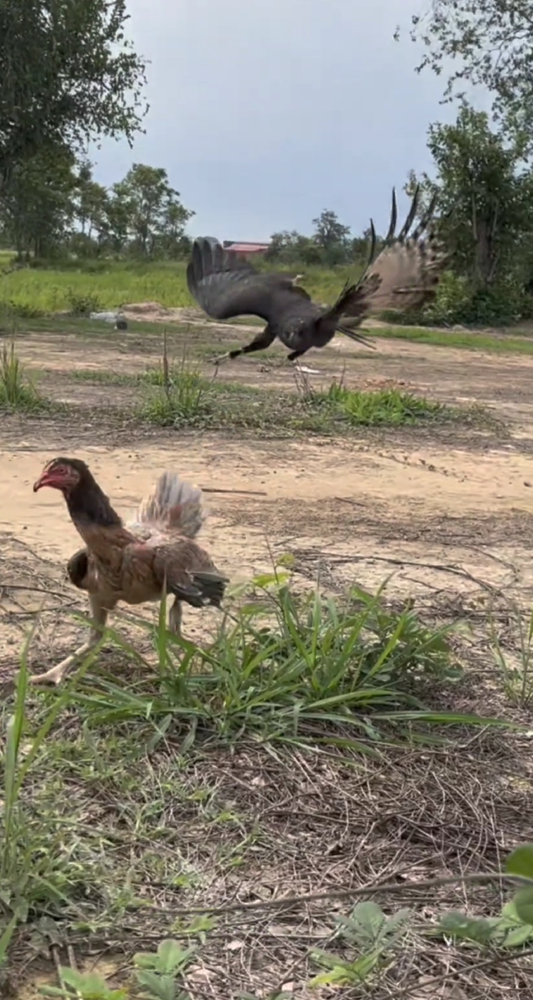 This hen is being attacked by this Hawk, but shes so swift and quick, which makes it merely impossible for the Hawk. #fyp #fypシ゚viral #fypage #fypppppppppppppppppppppp #for #foryou #foryoupage #foru #bird #birds #hawks #hawkeye #hawkattack #hen #chicken #airattack #attack #talkingbirds #escape #birdsoftiktok #birdtok #birdlover #birdlove #cutebirds #cutebirdsoftiktok #funnybirds #birdtricks #allaboutbirds #talkingbird #nature #natureza #naturevibes #naturelover #animal #animals #animalsoftiktok #animalsurvival #animales #wild #wildlife #fly #flying #viral #viralvideo #viraltiktok #virlal #bestvideo #mustwatch #topvideo #tiktok #tiktokindia #tiktokuni #tikrok #tiktoknews #aviation #aviationlovers #feathers #wings #toptiktok #birdtiktok #topbirds #birdtok🦜 #tiktoker #tiktokers #tiktokesportes #exoticbirds #birdwatching #foryoupageofficiall #allaboutbirds #justbirds #todaytrending #trending #trendingvideo #trendingtiktok #flighthouse #todaysvideo #newvideos #philippines #capetown #southafrica #satiktok🇿🇦 #tiktoksa #satiktokers #spain #españa #peru #usa #ustiktok #us #usatiktok #usa_tiktok #indonesia #brazil #mexico #papaeugenio #australia #australian #australiantiktok #chinesetiktok #taiwan