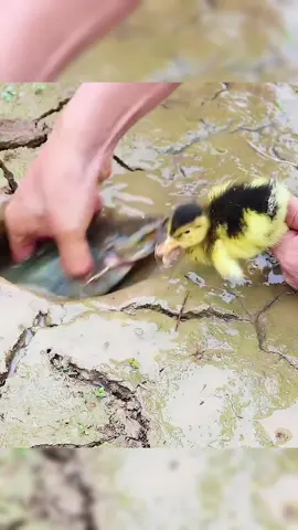 Fishing with cute little ducks #tiktok #foryou #fishing #fish #funny 