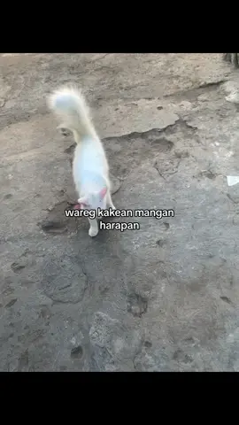 #fypシ゚viral #fypage #katakata #story #jowopride #jowostory #jowokuciwoo #trend #viraltiktok #masukberanda #masukfyp #masukberandamuu #bismillahfyp #foryou #4upage 