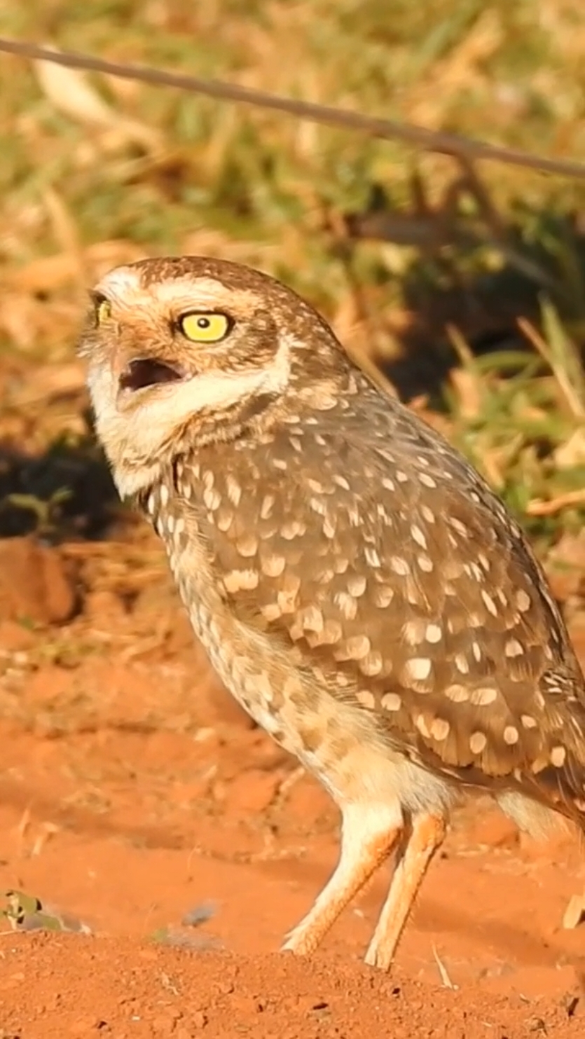 O canto alerta da coruja buraqueira #birdsounds #birds #aves #cerradomineiro 