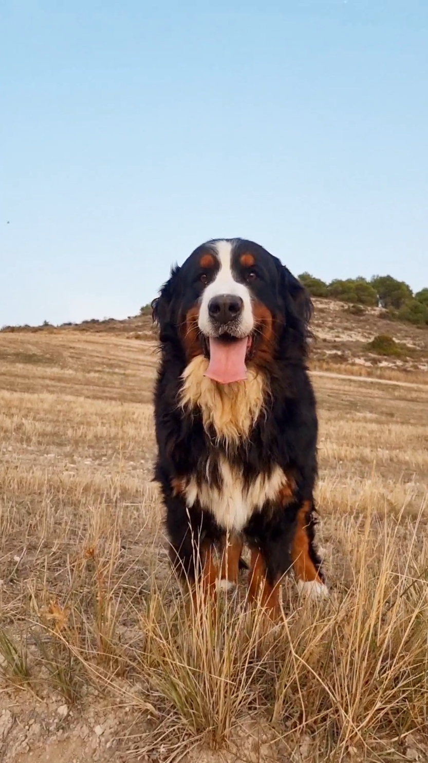 Walking with Bernese Mountain Dogs ❤🐻🐻🐻❤ #bouvierbernois #boyerodeberna #bovarodelbernese #bernersennenhund #bernesemountaindog #bernersennen 